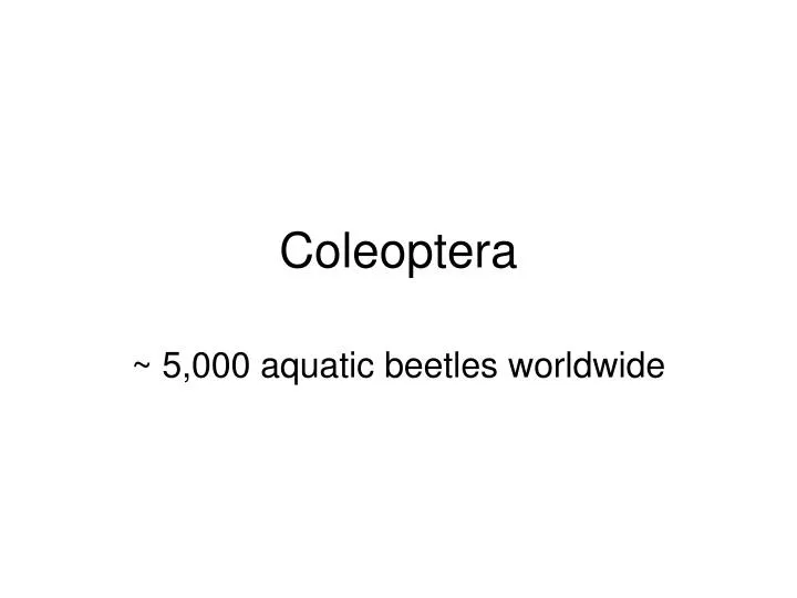 coleoptera