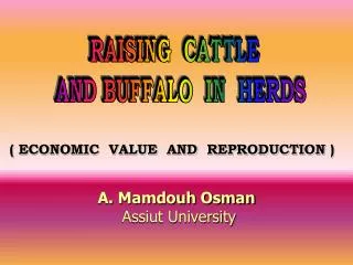 RAISING CATTLE AND BUFFALO IN HERDS