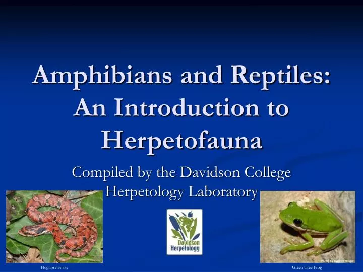 amphibians and reptiles an introduction to herpetofauna