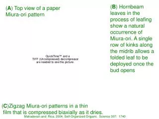 ( A ) Top view of a paper Miura-ori pattern