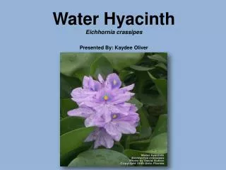 Water Hyacinth Eichhornia crassipes Presented By: Kaydee Oliver