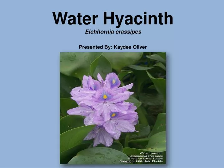 water hyacinth eichhornia crassipes presented by kaydee oliver