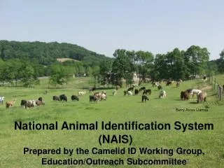 National Animal Identification System (NAIS) Prepared by the Camelid ID Working Group, Education/Outreach Subcommittee