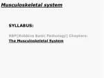 Musculoskeletal system - slide 1
