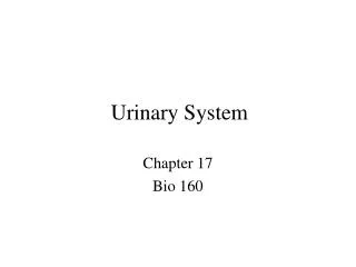 Urinary System