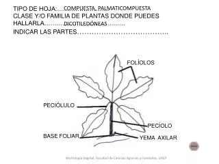 tipo de hoja clase y o familia de plantas donde puedes hallarla indicar las partes