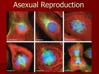 asexual reproduction
