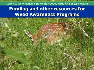 Carla Hoopes -- Montana Statewide Noxious Weed Awareness Program