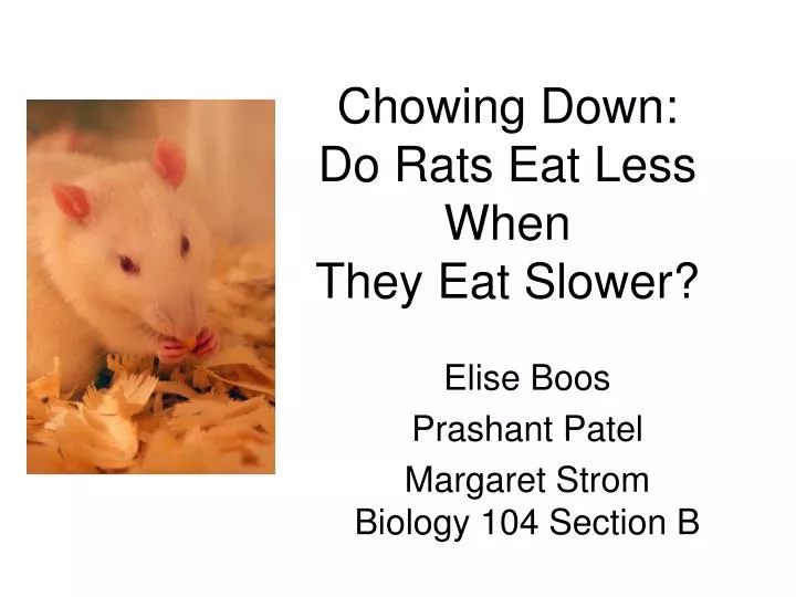 chowing down do rats eat less when they eat slower