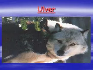 ulver