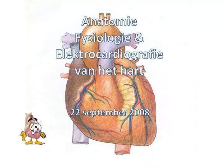 anatomie fysiologie elektrocardiografie van het hart