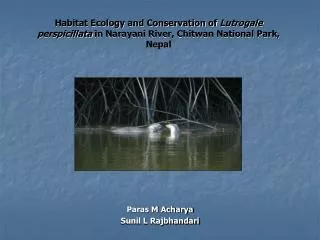 Habitat Ecology and Conservation of Lutrogale perspicillata in Narayani River, Chitwan National Park, Nepal