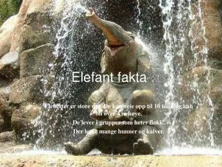 Elefant fakta