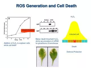 ROS Generation and Cell Death