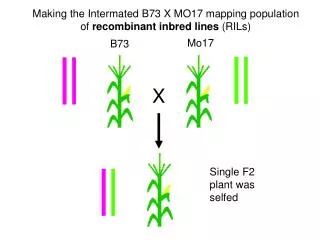 Making the Intermated B73 X MO17 mapping population of recombinant inbred lines (RILs)
