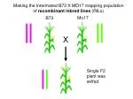 Making the Intermated B73 X MO17 mapping population of recombinant inbred lines (RILs) - slide 1