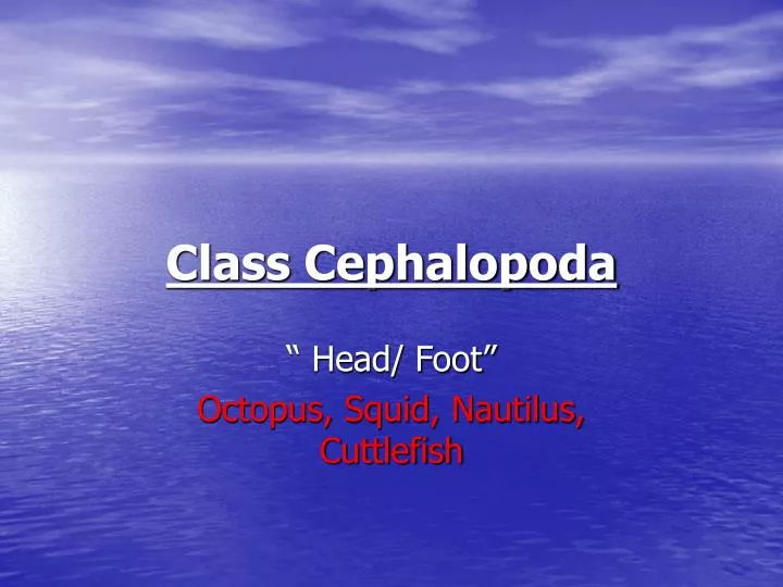 class cephalopoda