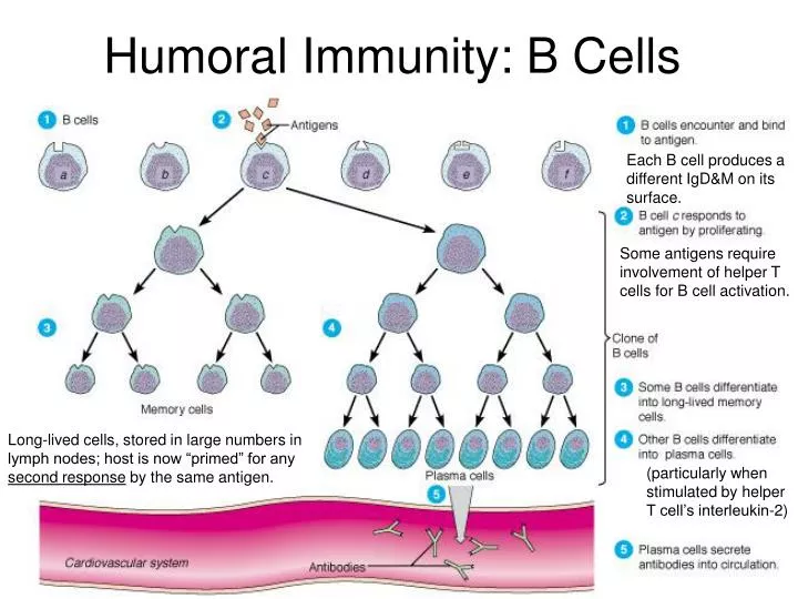 humoral immunity b cells