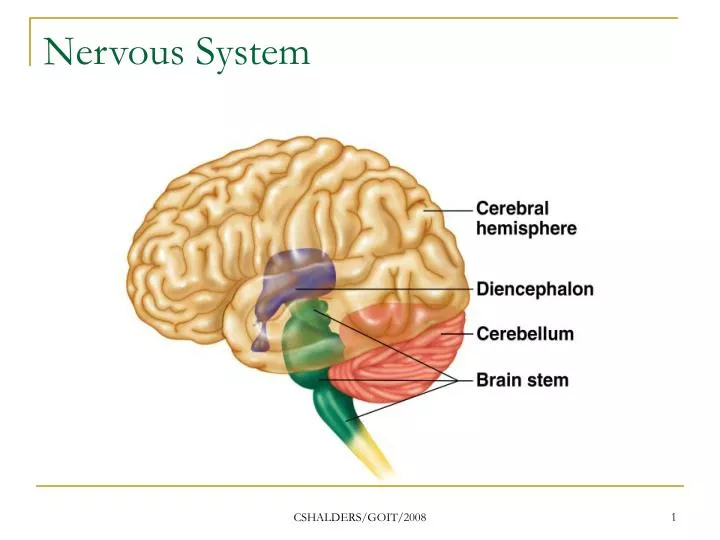 nervous system