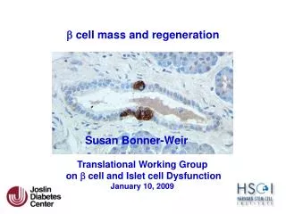 b cell mass and regeneration