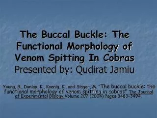 The Buccal Buckle: The Functional Morphology of Venom Spitting In Cobras Presented by: Qudirat Jamiu