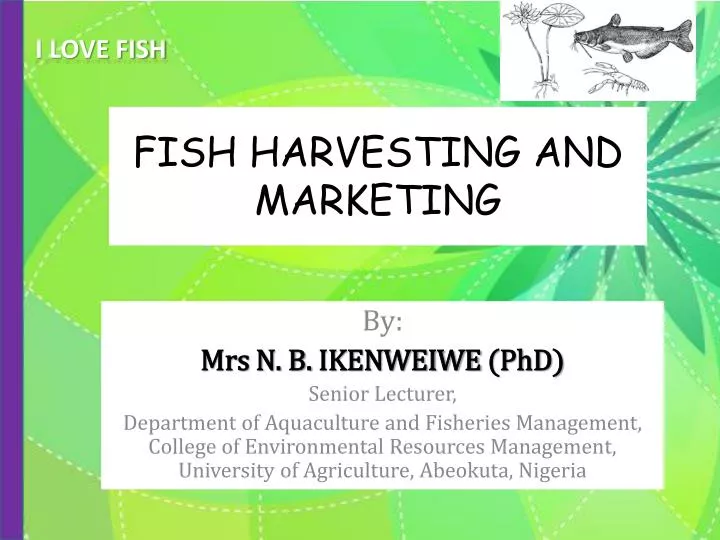 fish harvesting and marketing