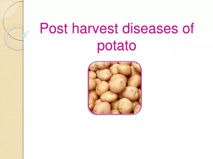 post harvest diseases of potato