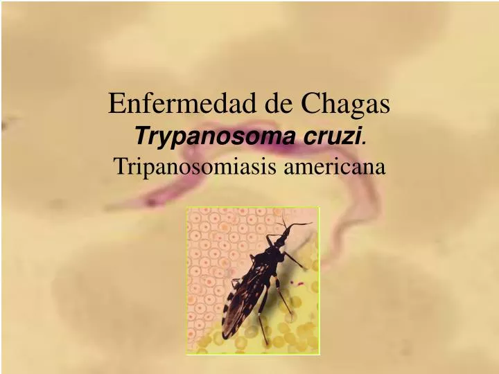 enfermedad de chagas trypanosoma cruzi tripanosomiasis americana