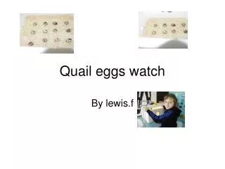 Quail eggs watch