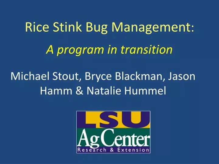 rice stink bug management
