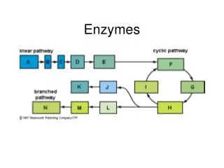Enzymes