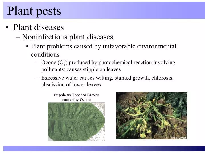 plant pests
