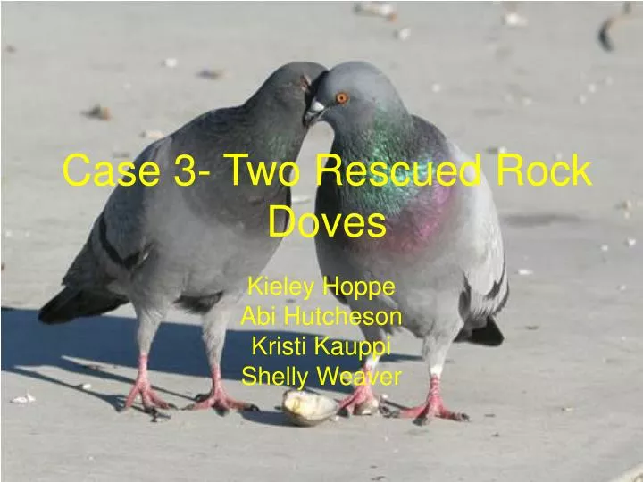 case 3 two rescued rock doves