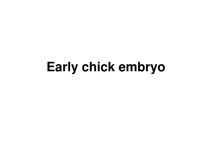 early chick embryo