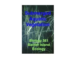 Submerged Aquatic Vegetation