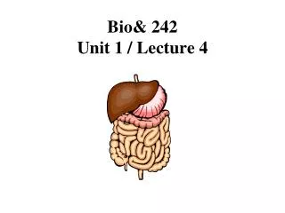 Bio&amp; 242 Unit 1 / Lecture 4