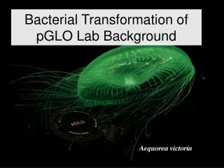 Bacterial Transformation of pGLO Lab Background