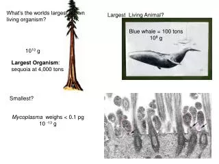 What’s the worlds largest known living organism?