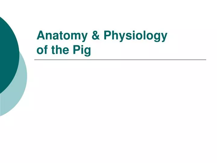 anatomy physiology of the pig