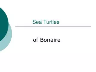 sea turtles