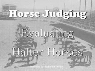 Horse Judging Evaluating Halter Horses