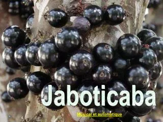 Jaboticaba