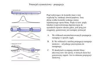 Potencjał czynnościowy - propagacja