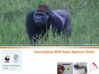 Vaccinating Wild Apes Against Ebola