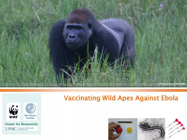 vaccinating wild apes against ebola