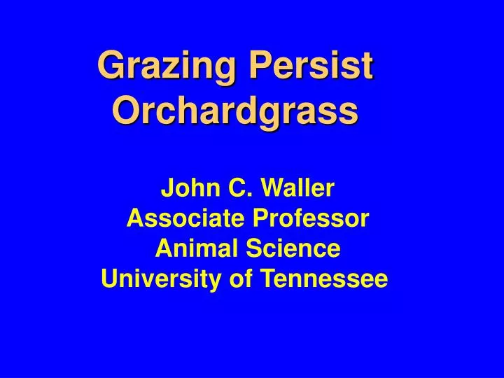 grazing persist orchardgrass