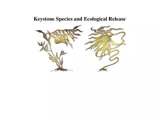Keystone Species and Ecological Release