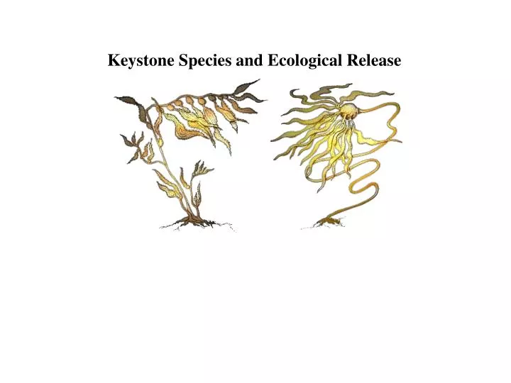 Conceptual diagram illustrating how the loss of a keystone species