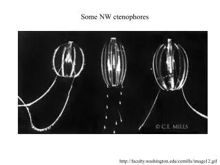 Some NW ctenophores