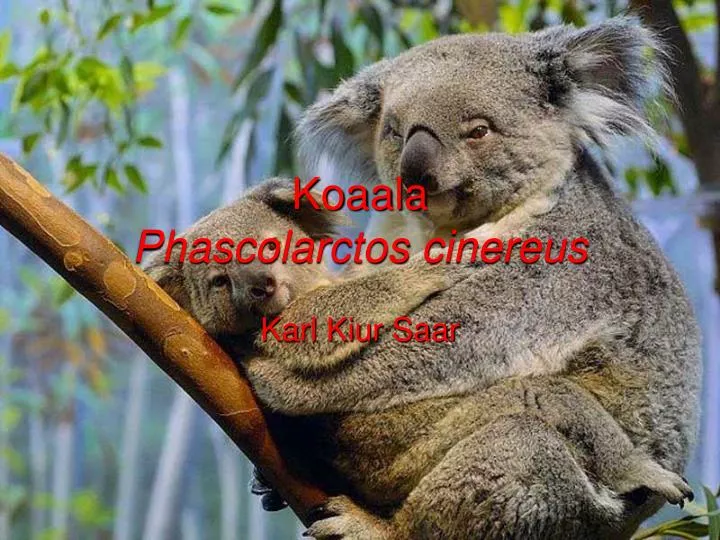 koaala phascolarctos cinereus